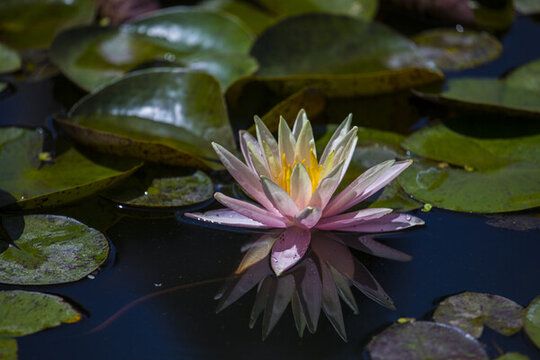 蓮花