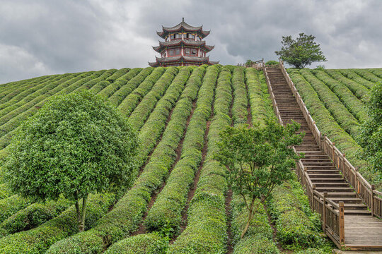 高屯茶園