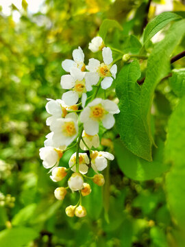 野生稠李子花