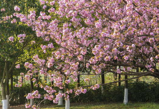 鳳凰湖濕地公園開放的櫻花