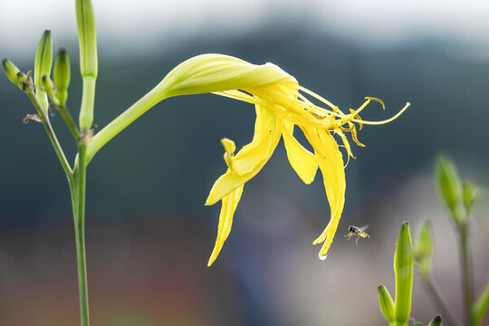 金針黃花菜
