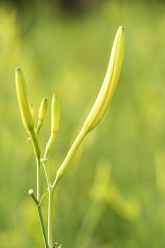 金針黃花菜