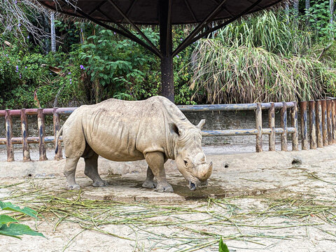 大犀牛吃草動(dòng)物園