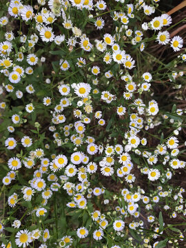 盛開(kāi)的北飛蓬花