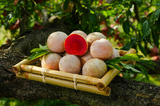 蘋果李芙蓉李李子紅心李