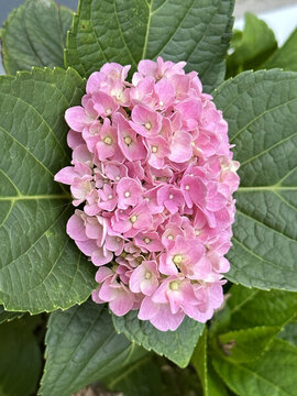 繡球花