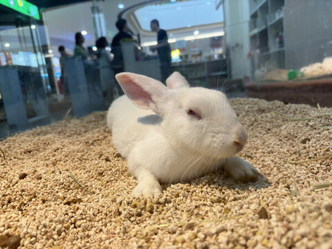 小白兔