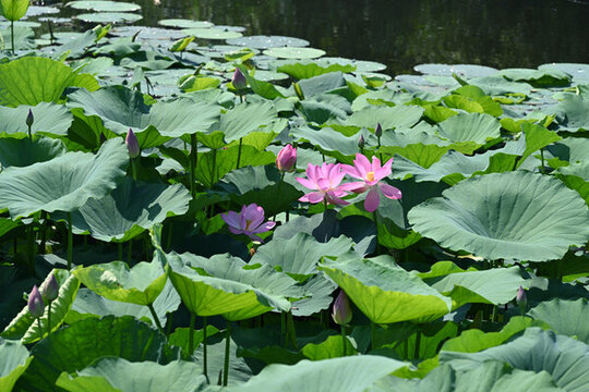 荷花