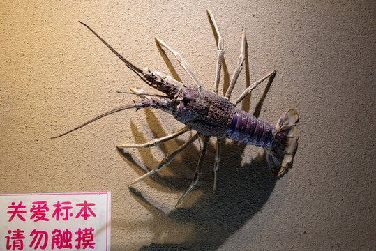 蝦標本