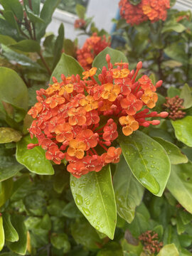 龍船花