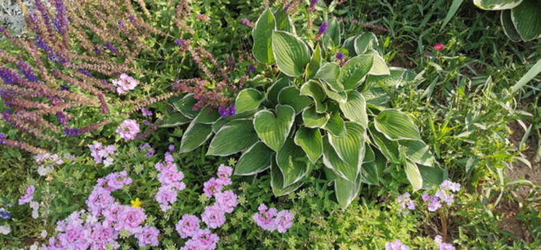 小花