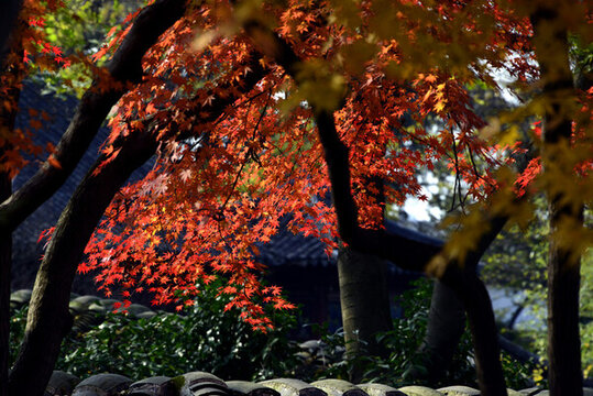 紅楓