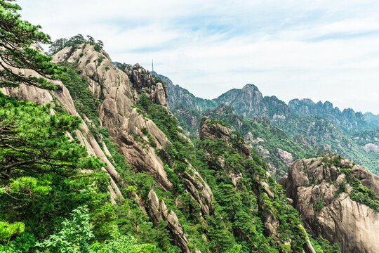 黃山松