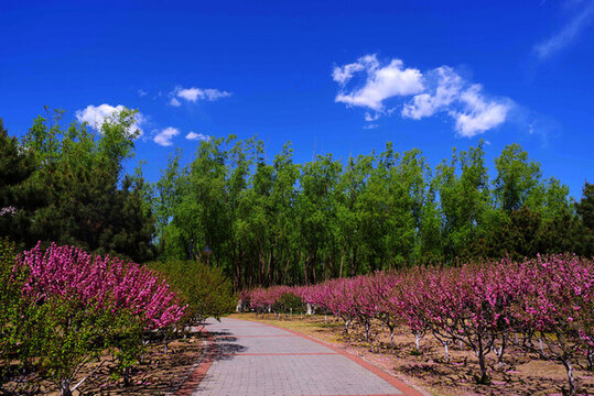 桃花