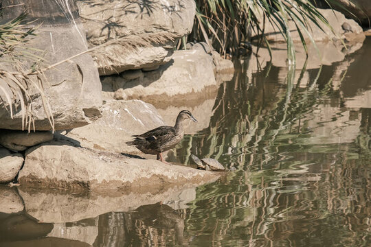 深圳蓮花山公園的鴨子與烏龜