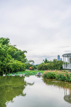 深圳洪湖公園