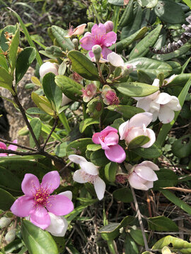 捻子花
