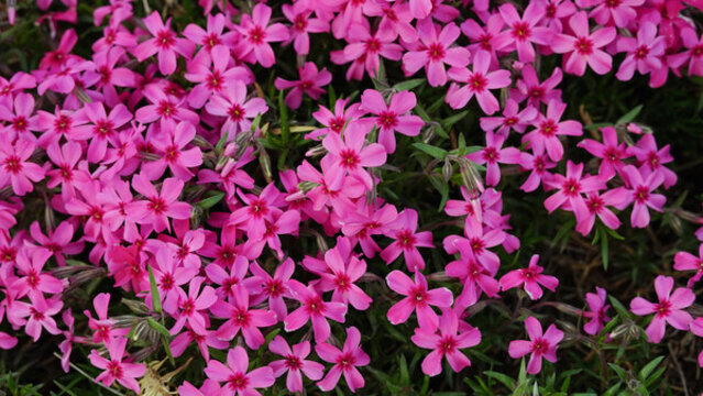 芝櫻花海