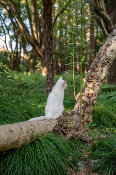 树上的小白猫