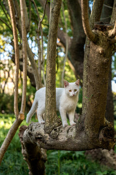 树上的流浪猫