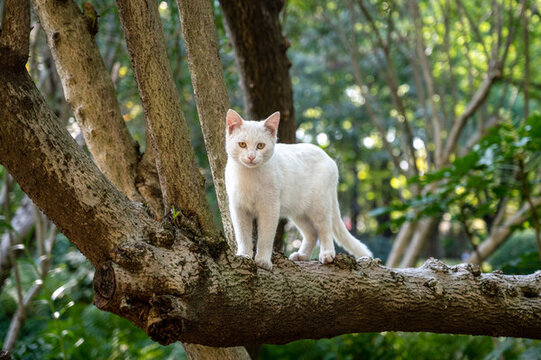 站在树上的白色宠物猫