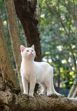 白色宠物猫
