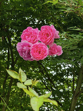 月季花