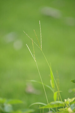 野草