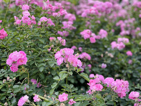 薔薇花1