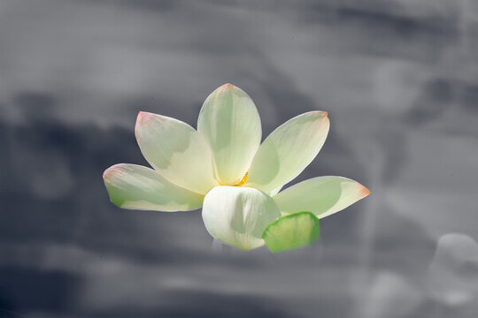 水墨風(fēng)荷花
