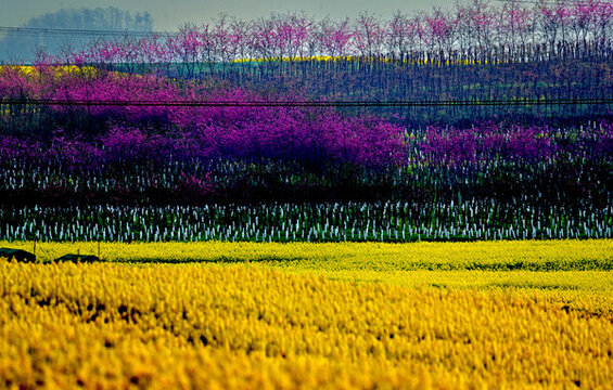 羅平油菜花