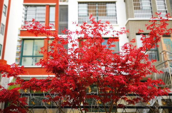 小區(qū)紅楓樹