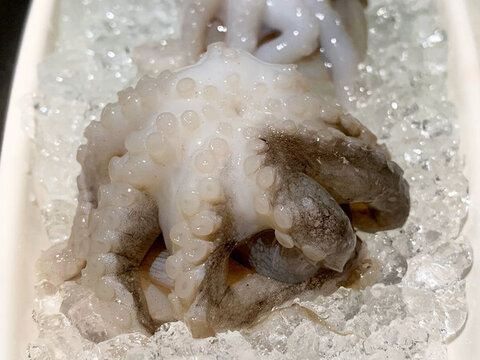 八爪魚