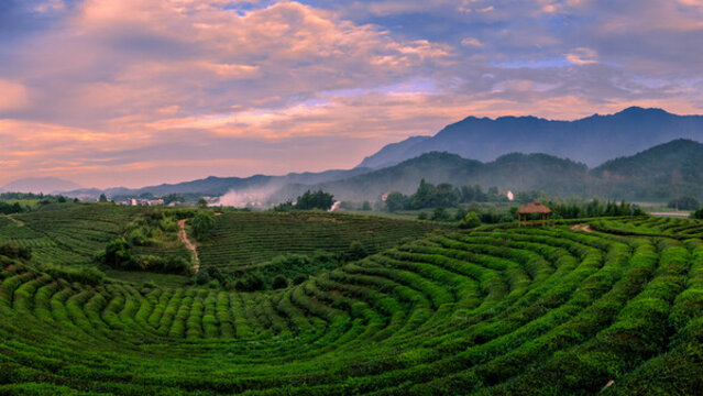 建德下涯茶園晚霞風光全景