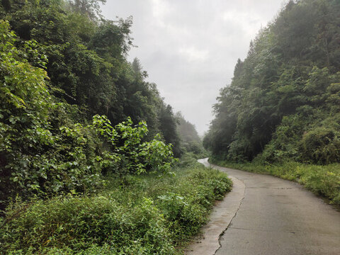 公路與森林植被