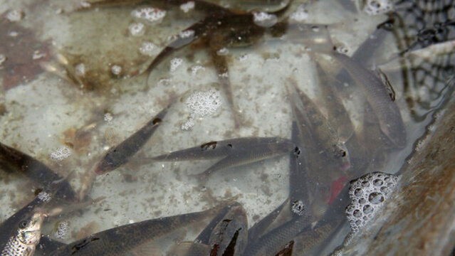 海鮮市場買魚活魚