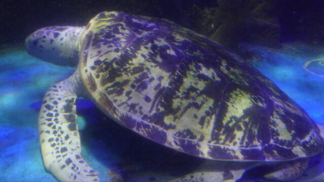 海洋館大海龜海洋生物