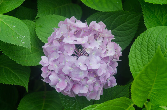 繡球花