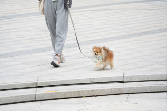 萌寵寵物狗狗犬可愛動物