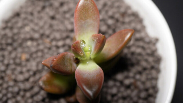 朧月多肉植物盆栽綠植