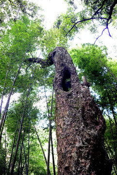 老樹(shù)1