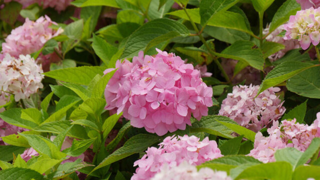 繡球花