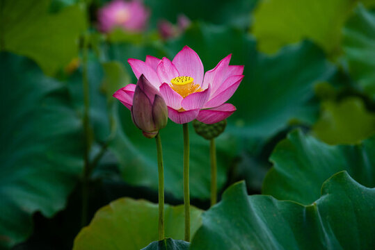 荷花