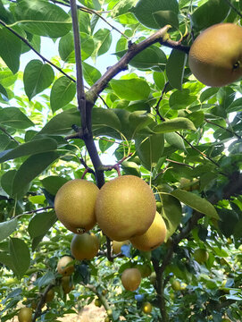 果園梨園翠冠梨