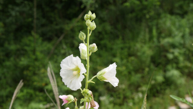 開(kāi)花的蜀葵
