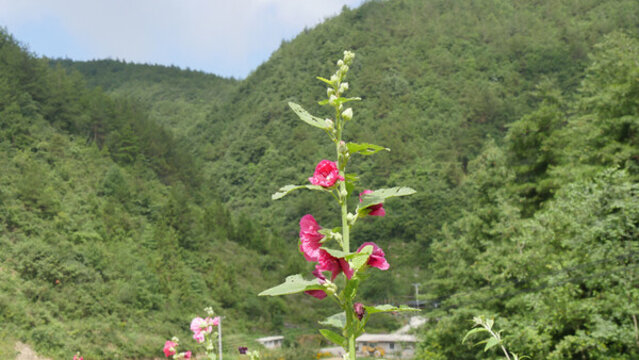 開花的蜀葵