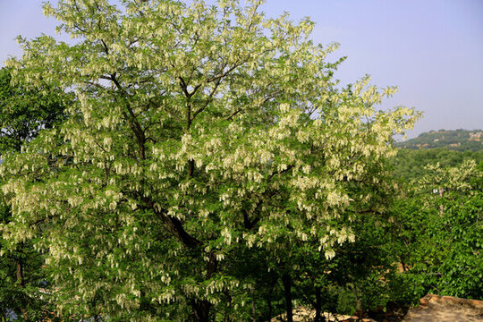 洋槐花樹