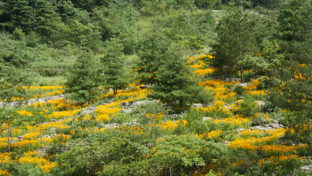 花谷鮮花盛開