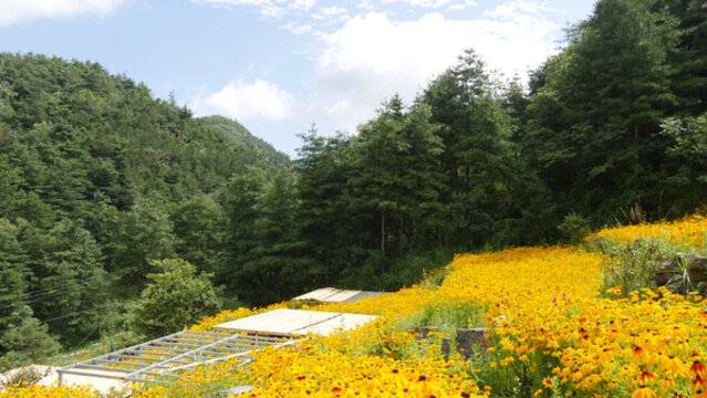 花谷鮮花盛開