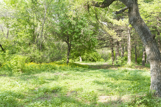 長春南湖公園森林